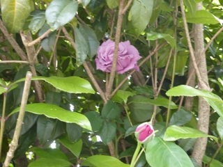 ブルームーン という種類のバラ